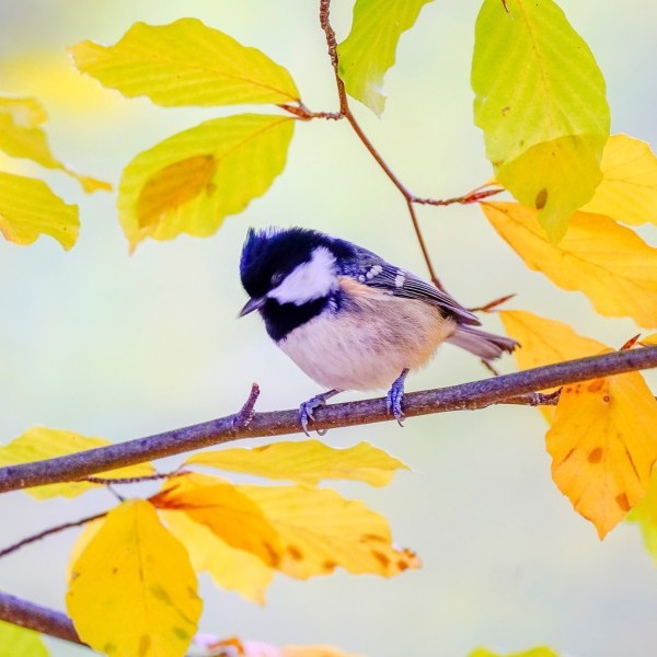 Ornitología en Lacuniacha