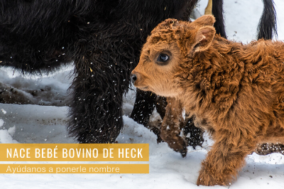 Nace una bebé de Bovino de Heck